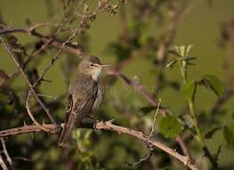Attēlu rezultāti vaicājumam “Hippolais caligata adult”