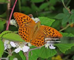 Attēlu rezultāti vaicājumam “Argynnis paphia male”