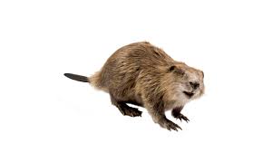 Attēlu rezultāti vaicājumam “Castor fiber”