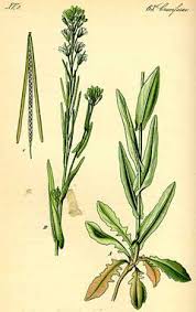 Attēlu rezultāti vaicājumam “Arabis glabra”