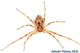 Attēlu rezultāti vaicājumam “Philodromidae”