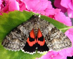 Attēlu rezultāti vaicājumam “Catocala nupta”