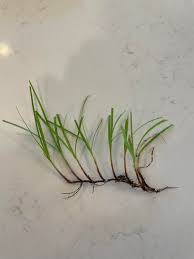 Attēlu rezultāti vaicājumam “Poa trivialis”