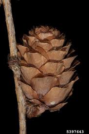 Attēlu rezultāti vaicājumam “Larix sibirica”