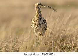 Attēlu rezultāti vaicājumam “Numenius arquata adult”