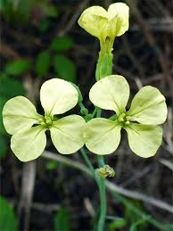 Attēlu rezultāti vaicājumam “Raphanus raphanistrum flower”
