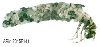 Attēlu rezultāti vaicājumam “Chaetopteryx villosa”