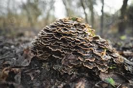 Attēlu rezultāti vaicājumam “Trametes versicolor”