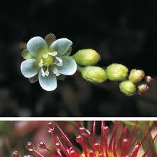 Attēlu rezultāti vaicājumam “Drosera rotundifolia flower”