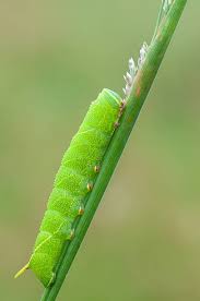 Attēlu rezultāti vaicājumam “Laothoe populi”