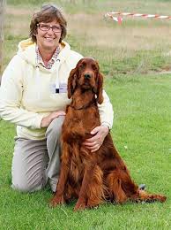 Image result for Paignton Cc