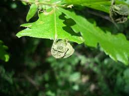 Attēlu rezultāti vaicājumam “Attelabus nitens”