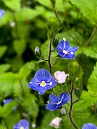 Image result for Veronica chamaedrys