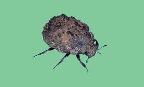 Attēlu rezultāti vaicājumam “Byrrhidae”