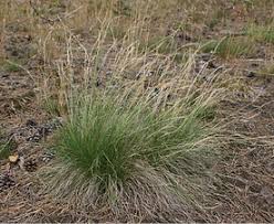 Attēlu rezultāti vaicājumam “Nardus stricta”