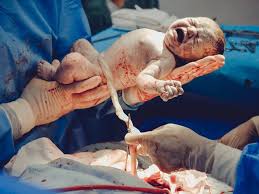 Image result for cesarskie