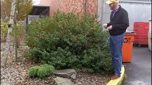 Attēlu rezultāti vaicājumam “Ilex x meserveae”