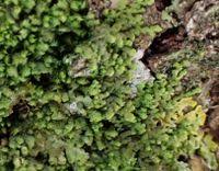 Attēlu rezultāti vaicājumam “Frullania dilatata”