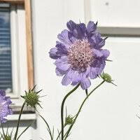 Image result for scabiosa caucasica