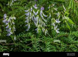 Attēlu rezultāti vaicājumam “Vicia sylvatica leaf”