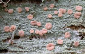 Attēlu rezultāti vaicājumam “Icmadophila ericetorum”