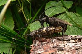 Attēlu rezultāti vaicājumam “Monochamus urussovi”