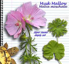 Attēlu rezultāti vaicājumam “Malva moschata leaf”