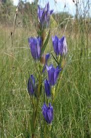 Attēlu rezultāti vaicājumam “Gentiana pneumonanthe”