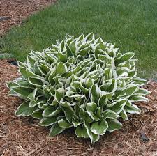 Attēlu rezultāti vaicājumam “Hosta sp.”