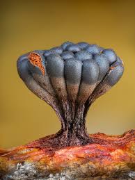 Attēlu rezultāti vaicājumam “Metatrichia vesparia”