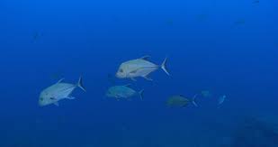 Image result for Caranx lugubris