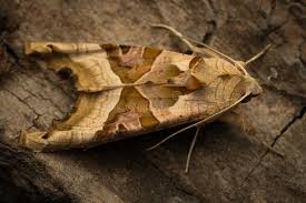 Attēlu rezultāti vaicājumam “Phlogophora meticulosa”