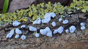 Attēlu rezultāti vaicājumam “Didymium difforme macro”