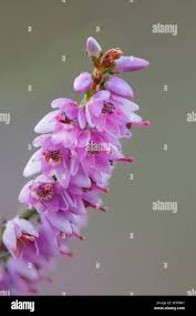 Attēlu rezultāti vaicājumam “Calluna vulgaris flower”