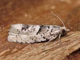 Attēlu rezultāti vaicājumam “Epinotia bilunana”