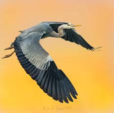 Attēlu rezultāti vaicājumam “Ardea cinerea adult”