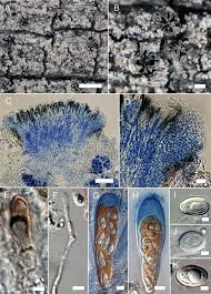 Attēlu rezultāti vaicājumam “Xylographa paralella”