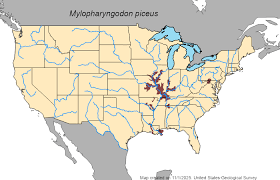 Image result for Mylopharyngodon piceus