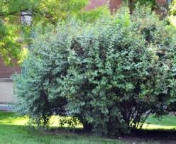 Attēlu rezultāti vaicājumam “Ribes alpinum”