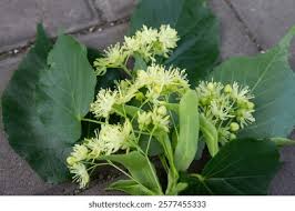 Attēlu rezultāti vaicājumam “Tilia cordata flower”