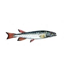 Image result for Salmo pallaryi