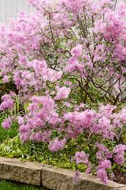 Attēlu rezultāti vaicājumam “Syringa vulgaris flower”