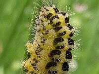 Attēlu rezultāti vaicājumam “Zygaena filipendulae”