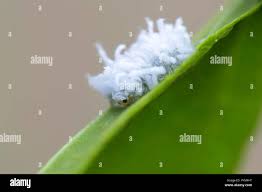 Attēlu rezultāti vaicājumam “Eriocampa ovata”