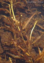 Attēlu rezultāti vaicājumam “Potamogeton gramineus”