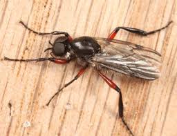 Attēlu rezultāti vaicājumam “Bibionidae female”