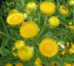 Image result for Helichrysum subulifolium