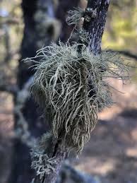 Attēlu rezultāti vaicājumam “Usnea hirta”