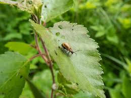 Attēlu rezultāti vaicājumam “Lochmaea caprea”