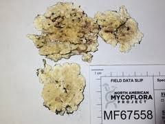 Attēlu rezultāti vaicājumam “Steccherinum bourdotii”